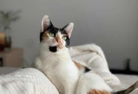 How long should you leave your cat home alone