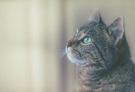 tabby cat looking out windown