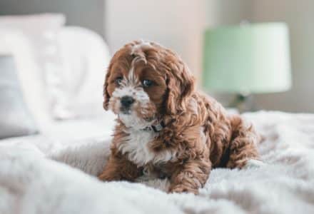 Calculate your dog's age