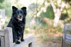 pets being rehomed during lockdown from Battersea Dogs and Cats Home