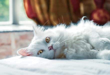 increase in pets being rehomed during lockdown