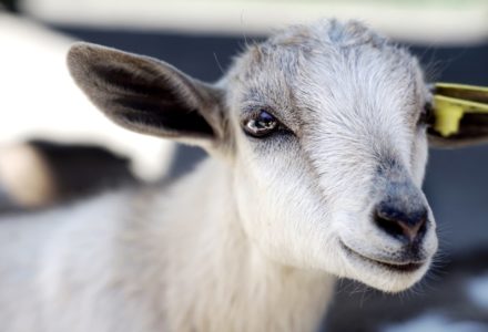 animal live streams