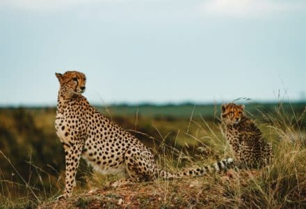 best animal shows on Netflix