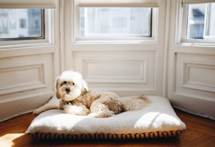 keep your dog entertained when you're stuck indoors