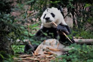 edinburgh zoo panda live streams