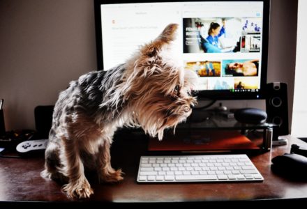 zoom calls with pets