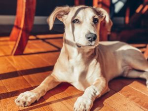pets Coronavirus lockdown