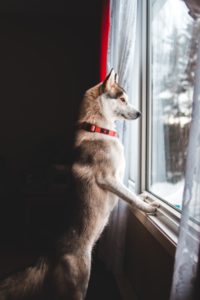 how to ease your dog's separation anxiety after lockdown