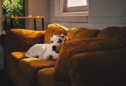 separation anxiety in dogs