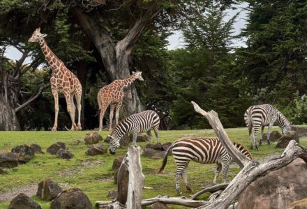 best animal shows on iplayer, amazon prime & uktv play