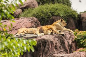 best animal shows to stream online
