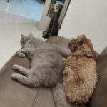 Cat to Hong Kong