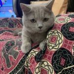 Cat to Hong Kong