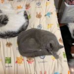 Cat to Hong Kong