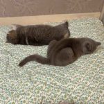 Cat to Hong Kong
