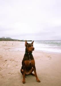 beach dog ban reinstated after lockdown