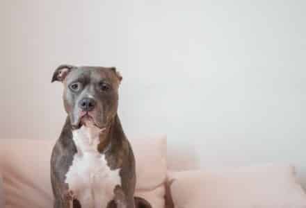 grey pit bull dog sat on sofa