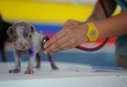 vet appointments by video call