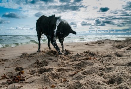dog ban on UK beaches