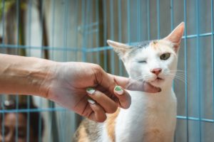 the future of vet appointments