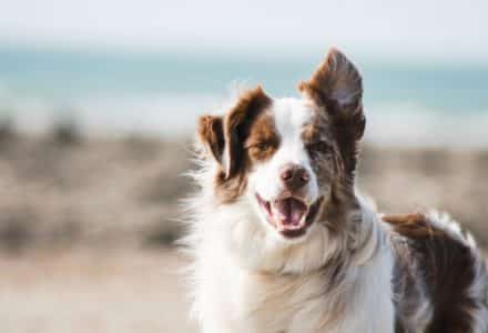 flying your dog to Australia