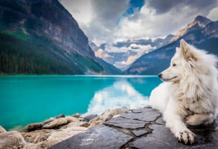 where to take your dog in canada