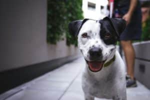 Dog friendly Hong Kong
