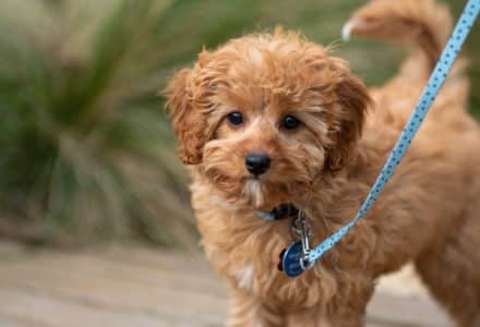 where to take your dog in Melbourne, Australia