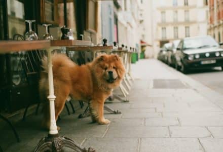 where to take your dog in france
