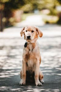 What to do with your dog in New Zealand