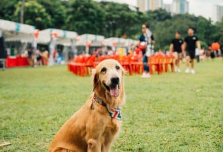 where to take your dog in Singapore