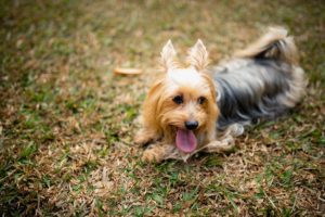 things to do with your dog in Singapore