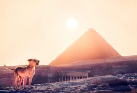 Where to take your dog in Cairo
