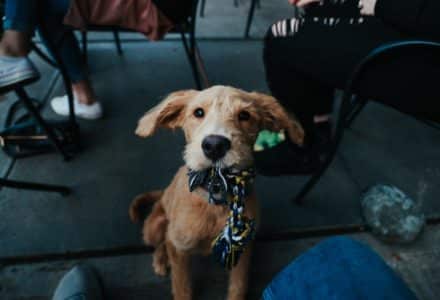 What to do with your dog in Tasmania