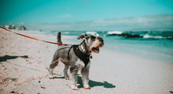 things to do with your dog in cape town