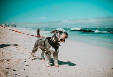 things to do with your dog in cape town