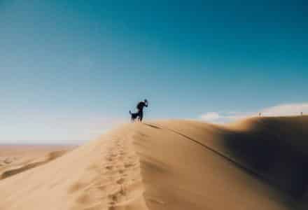 where to take your dog in Dubai