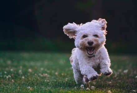 Where to take your dog in Atlanta