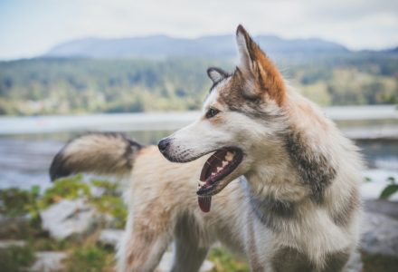 things to do in Vancouver with your dog