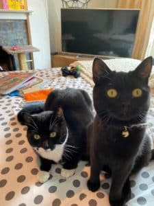 cats to new zealand