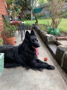 Dog to Australia