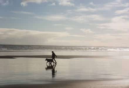 where to take your dog in Auckland