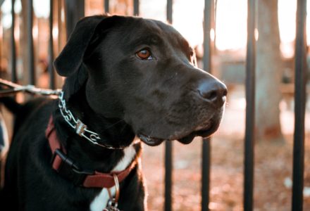 where to take your dog in Houston