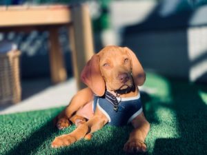 Dog-friendly South Africa