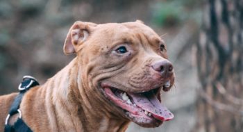 Where to take your dog in South Africa
