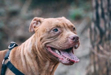 Where to take your dog in South Africa