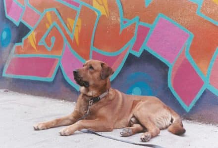 dog in toronto