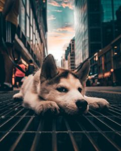 what to do with your dog in Toronto