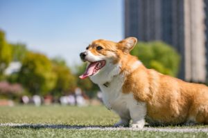 things to do with your dog in Auckland