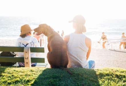things to do with your dog in perth, australia